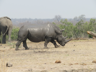 Zuid-Afrika - Neushoorn in Krugerpark
