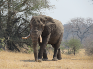 Zuid-Afrika - Olifant in Krugerpark
