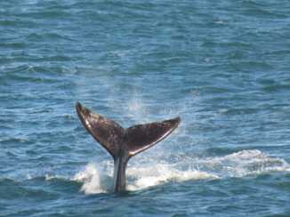 Zuid-Afrika - Walvissen spotten in Hermanus