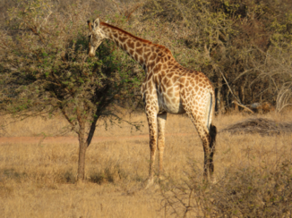 Zuid-Afrika - Giraffe bij Pezulu Tree House