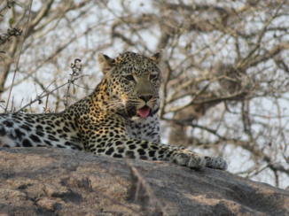 Zuid-Afrika - Luipaard aan het uitrusten boven op een rots