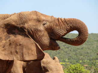 Zuid-Afrika - Olifant aan het drinken in Addo Elephant Park