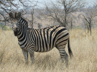 Zuid-Afrika - Zebra's spotten tijdens een ochtendwandeling