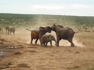 Addo Elephant National Park - Spelende olifanten