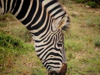 Addo Elephant National Park - Zebra 😄
