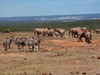 Addo Elephant National Park