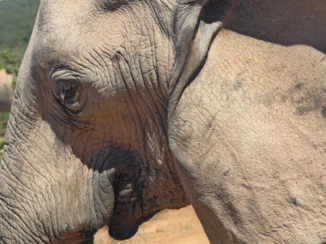 Addo Elephant National Park