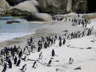 Rondreis van Johannesburg naar Kaapstad - Pinguins in False Bay