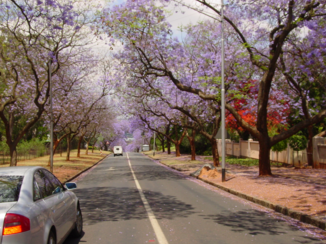 Rondreis van Johannesburg naar Kaapstad - Jakaranda