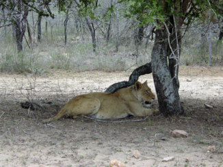 Rondreis van Johannesburg naar Kaapstad - Leeuw in Krugerpark