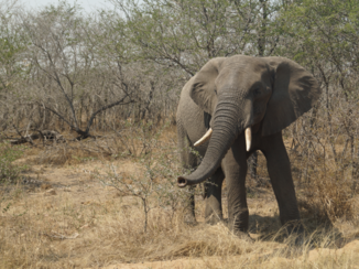 Rondreis Zuid-Afrika in twee weken - Kruger National Park open jeep safari