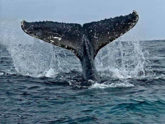 Rondreis van Johannesburg naar Kaapstad