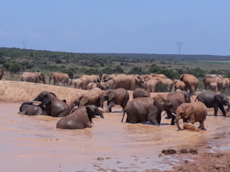 Addo Elephant National Park - Addo’s