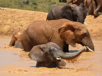 Addo Elephant National Park