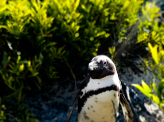 Zuid-Afrika - Pinguïn