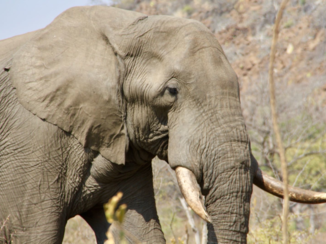 Krugerpark - Olifant Kruger