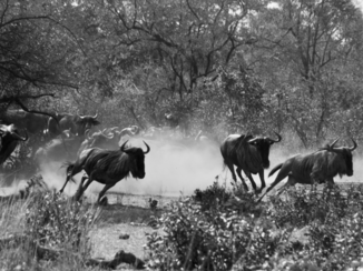 Krugerpark - Wildebeest op de vlucht