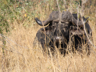 Krugerpark - Buffel in ruststand