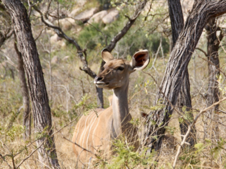 Krugerpark - Waakzaam