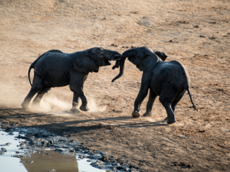 Djoser - Olifanten aan het spelen