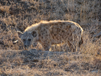 Zuid-Afrika - Hyena