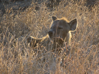 Zuid-Afrika - Hyena