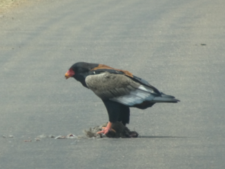 Zuid-Afrika - Roofvogel