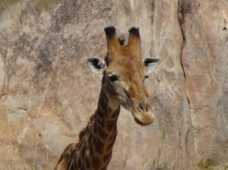 Zuid-Afrika - Giraffe