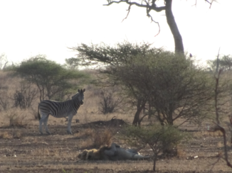 Zuid-Afrika - Treurende zebra bij uitbuikende leeuw