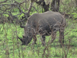 Zuid-Afrika - Neushoorn