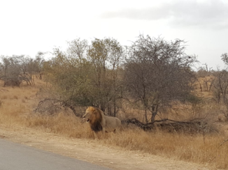 Zuid-Afrika