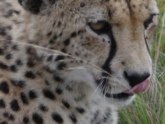 Rondreis Zuid-Afrika in drie weken