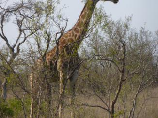 Zuid-Afrika
