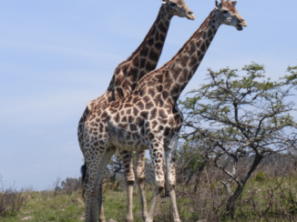 Zuid-Afrika - Duo giraffe