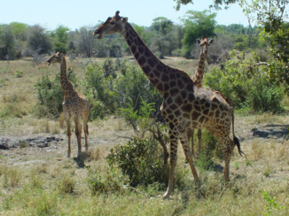 Zuid-Afrika - Gracieuze giraffen