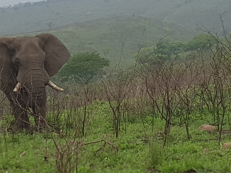Rondreis van Johannesburg naar Kaapstad - Prachtige olifant