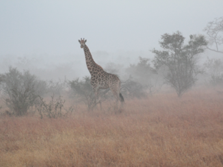 Zuid-Afrika - In de vroege ochtend