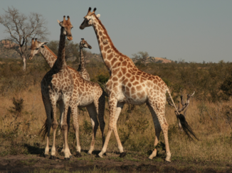 Zuid-Afrika - En dan wachten ze met meerdere ons op