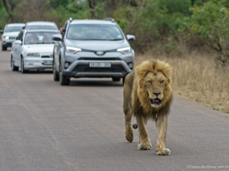 Zuid-Afrika - File