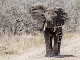 Zuid-Afrika - Oog in oog met een kwade olifant