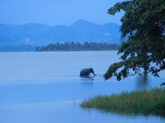 Djoser - Olifant in het water