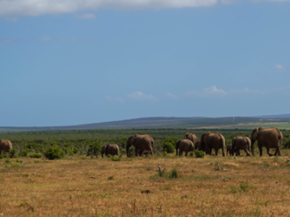 Rondreis Zuid-Afrika in drie weken - Olifantenfamilie in het Addo Elephant Park