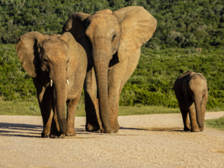 Rondreis Zuid-Afrika in drie weken - Stroll in the park