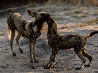 Rondreis Zuid-Afrika in drie weken - Spelende wilde honden in het Krugerpark