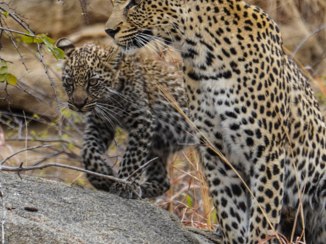 Rondreis Zuid-Afrika in drie weken - Moeder en welp in het Krugerpark