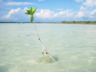 Sawadee - Blue lagoon