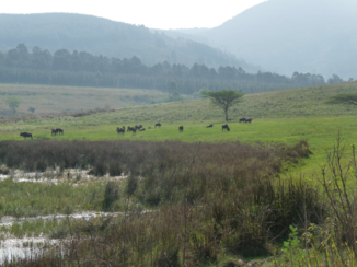 Zuid-Afrika - Mlilwane Wildlife Swaziland