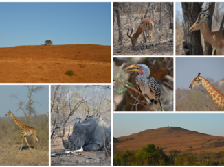 Zuid-Afrika - Collage Krugerpark.