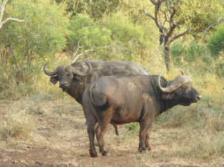 Rondreis van Johannesburg naar Kaapstad - Buffels