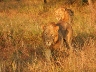 Rondreis van Johannesburg naar Kaapstad - Jonge leeuwen in Manyoni private game reserve